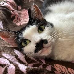 緊急募集　行き先がなくなってしまった猫ちゃんを助けてください！
