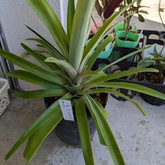 パイナップルの苗  品種不明