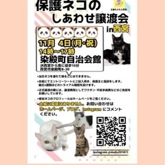 保護 猫　譲渡会 in 西宮