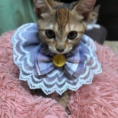 🌸🐈キジの仔猫さん🐈🌸譲渡 - 大分市