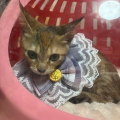 🌸🐈キジの仔猫さん🐈🌸譲渡 - 猫