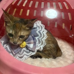 🌸🐈キジの仔猫さん🐈🌸譲渡 − 大分県