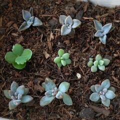 お話中！多肉植物　葉挿し苗　４種の画像