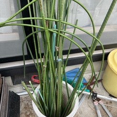 支柱　植物支柱　ガーデニング　園芸