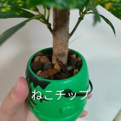 観葉植物　クリスマスおばけの画像
