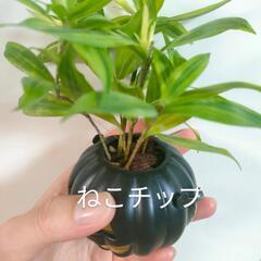 観葉植物　クリスマスおばけの画像