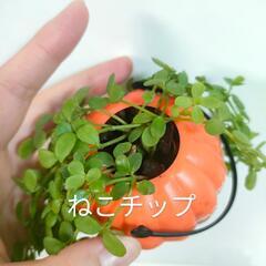観葉植物　クリスマスおばけの画像