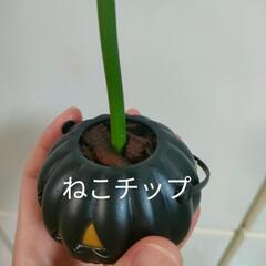 観葉植物　クリスマスおばけの画像