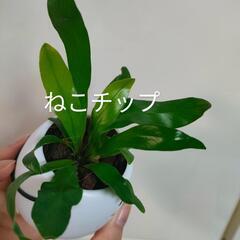 観葉植物　クリスマスおばけの画像