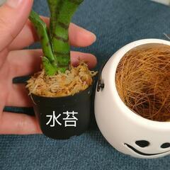 観葉植物　クリスマスおばけの画像