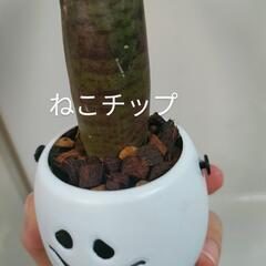 観葉植物　クリスマスおばけの画像