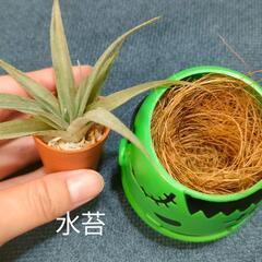 観葉植物　クリスマスおばけの画像