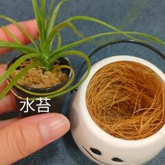 観葉植物　クリスマスおばけの画像