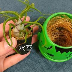 観葉植物　クリスマスおばけの画像