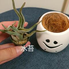 観葉植物　クリスマスおばけの画像