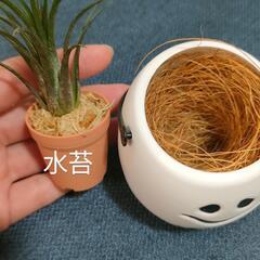 観葉植物　クリスマスおばけの画像