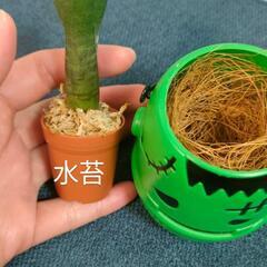 観葉植物　クリスマスおばけの画像