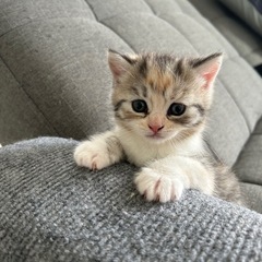 MIX猫
