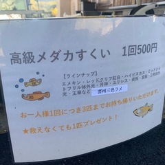 10/19・20　メダカすくい・高級メダカすくい