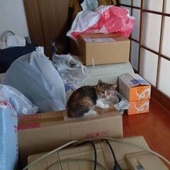 猫が現れないため、１０/２２以後の受付は行いません／1人の方と交...