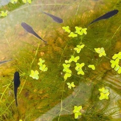 (決まりました)【メダカ】オロチ7匹＋浮き草＋マツモ ★土日限定の画像