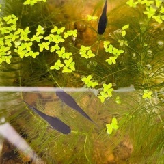 (決まりました)【メダカ】オロチ7匹＋浮き草＋マツモ ★土日限定の画像