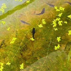 (決まりました)【メダカ】オロチ7匹＋浮き草＋マツモ ★土日限定の画像