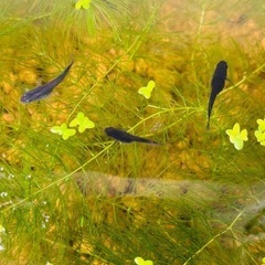 (決まりました)【メダカ】オロチ7匹＋浮き草＋マツモ ★土日限定