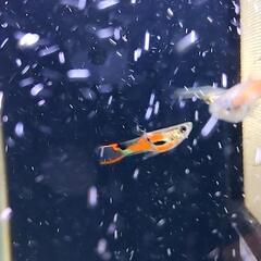 グッピーの画像