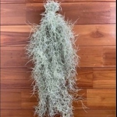 観葉植物　エアープランツの画像
