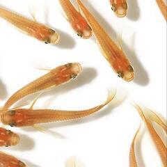 交渉済【数量限定】ヒメダカ⑬ 若魚 １０匹１００円 めだか