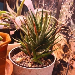 《画像更新》ハオルチオプシス 'アテナータ' 多肉植物 観葉植物の画像