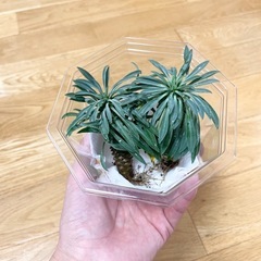 ソテツキリン パイナップルコーン 2つ