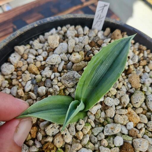 アガベオルカ1鉢⭕オバティフォリアといえば、、オルカ❗ (ターチ