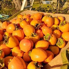 ③11/3.11/4.渡し干し柿渋柿                                       約10kg【50個】￥3,000の画像