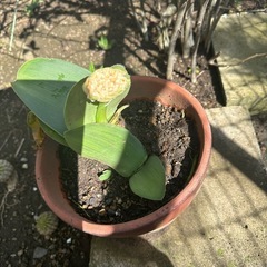 マユハケオモト