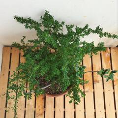 【💖Thankyou💖】陶器鉢…白丁花（ハクチョウゲ）、ガジュマル/植物/盆栽の画像