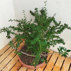 【💖Thankyou💖】陶器鉢…白丁花（ハクチョウゲ）、ガジュマル/植物/盆栽の画像