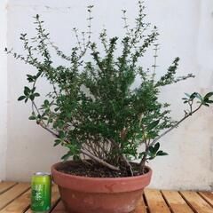 【💖Thankyou💖】陶器鉢…白丁花（ハクチョウゲ）、ガジュマル/植物/盆栽の画像