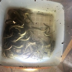 川魚、どじょう🐟