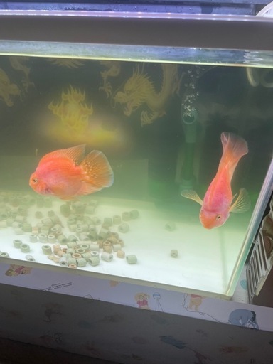 パロット 熱帯魚