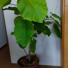 観葉植物　ドラセナ