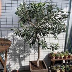 オリーブ