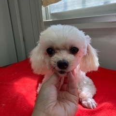里親募集中☆マルチーズ♀（ネネちゃん）