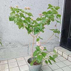 ランタナ 70cm 弱