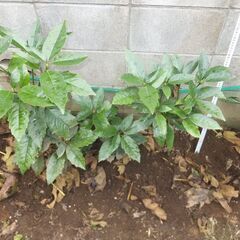 アオキ／あおき／青木(庭木 観葉植物)