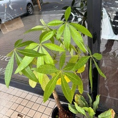 パキラ　あげます