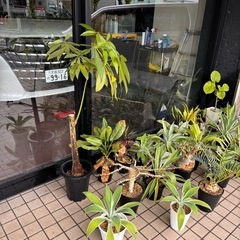 パキラ　あげますの画像