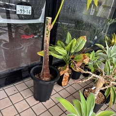 パキラ　あげますの画像