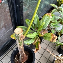 パキラ　あげますの画像